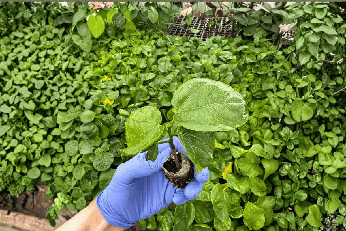 Indigo Sunset Hibiscus 2 Live Starter Plants – Hibiscus rosa-sinensis