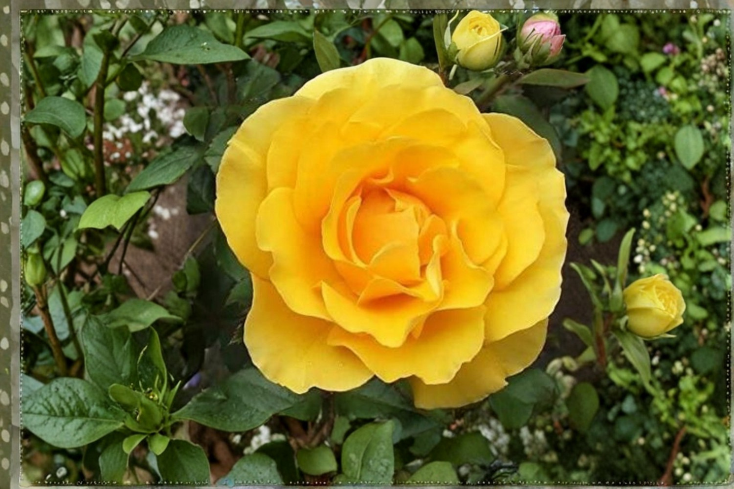 Yellow Rose Seeds Rare Flower Bush 20 Seeds Ornamental Garden Rose Plant for Outdoor Planting
