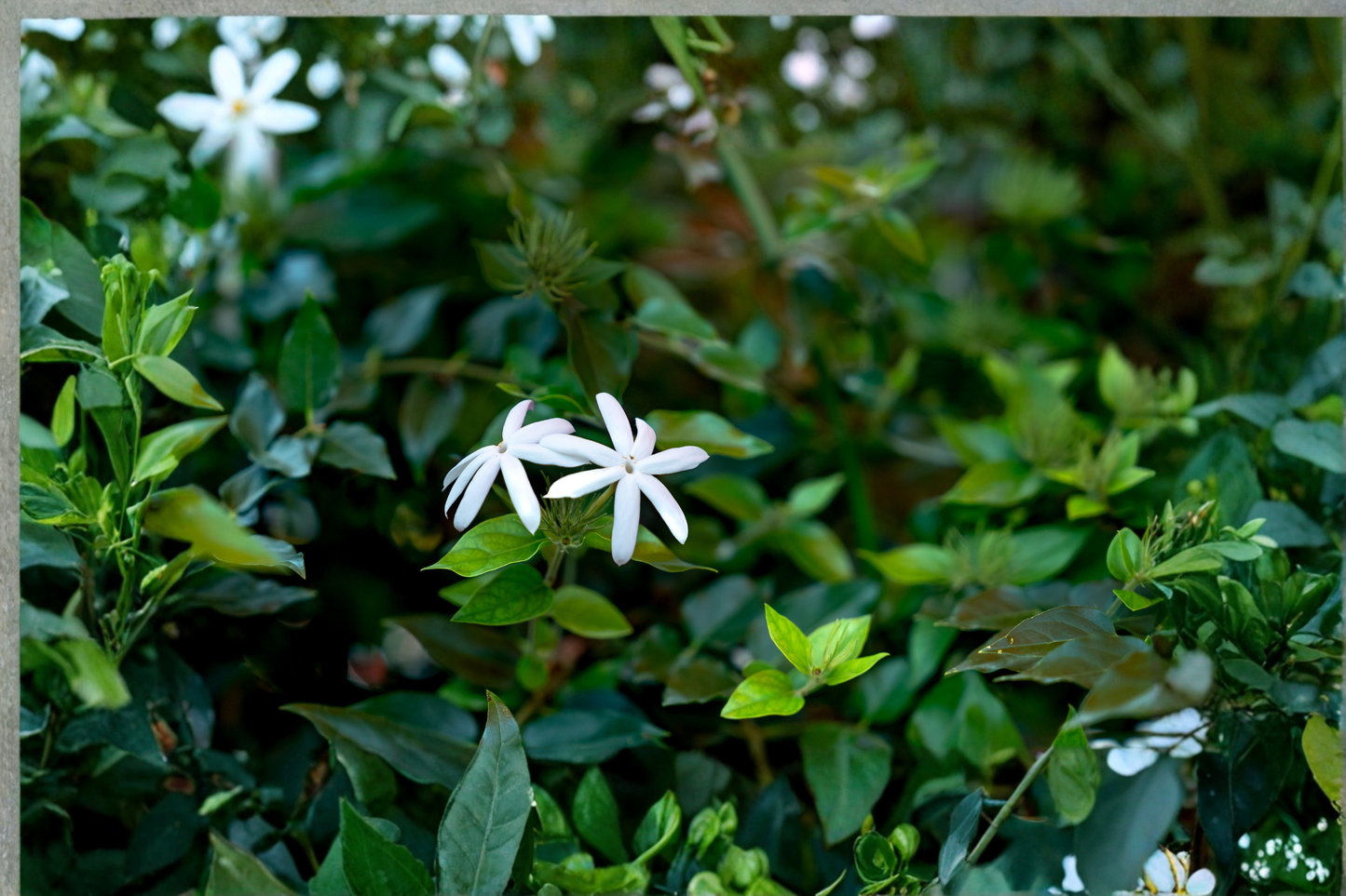 Night Blooming Jasmine Live Plant Cestrum nocturnum Raat Ki Rani Fragrant Flower Plant Rooted Starter Plant