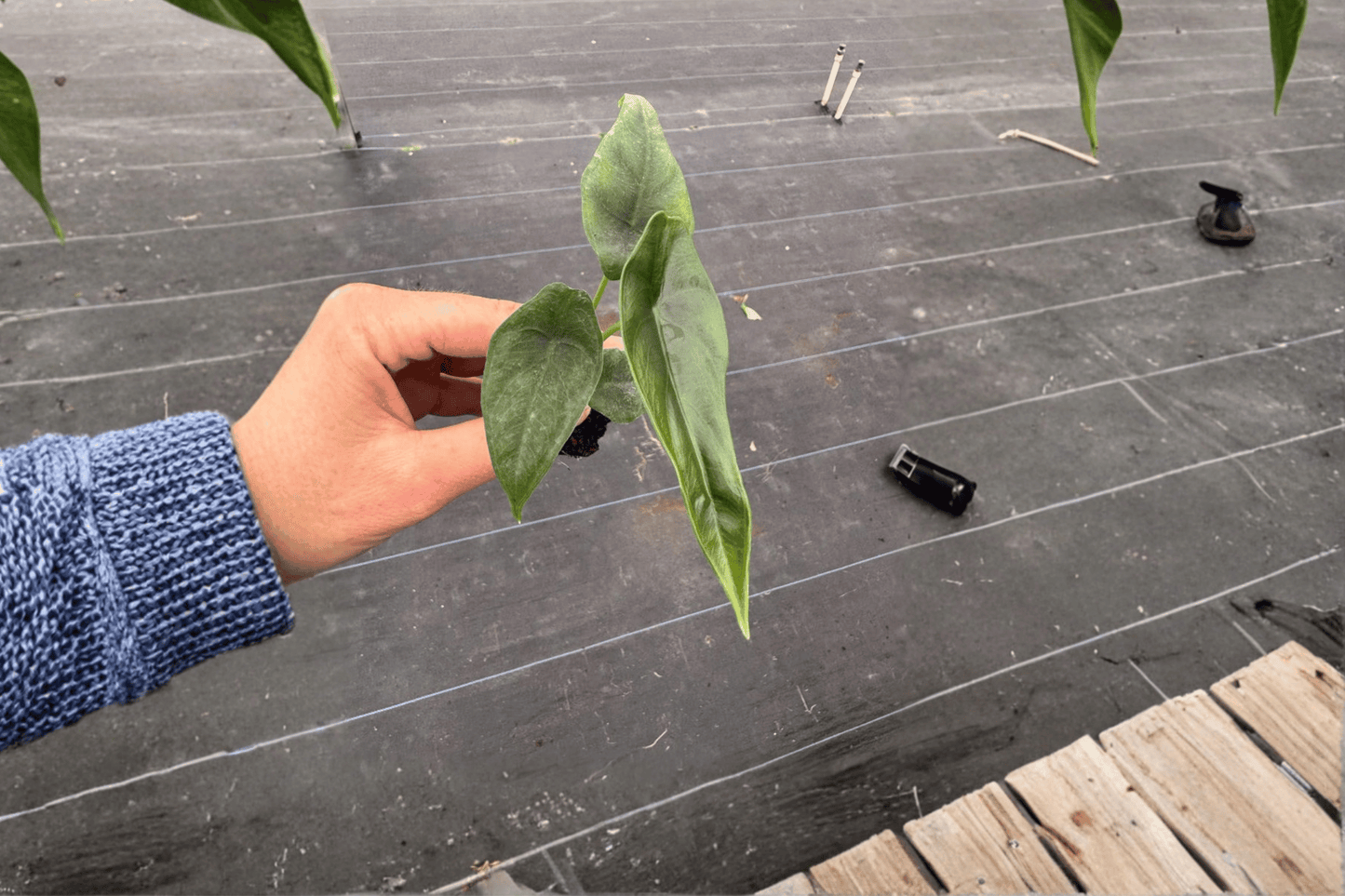 Alocasia Venusta 2 Live Starter Plants – Alocasia venusta