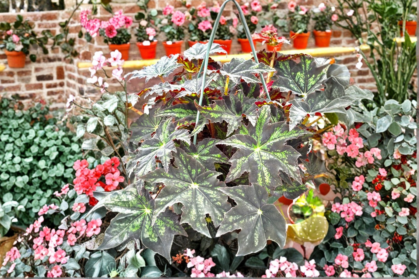 Begonia U578 Live Plant Rare Rex Begonia Houseplant in 4 Inch Pot