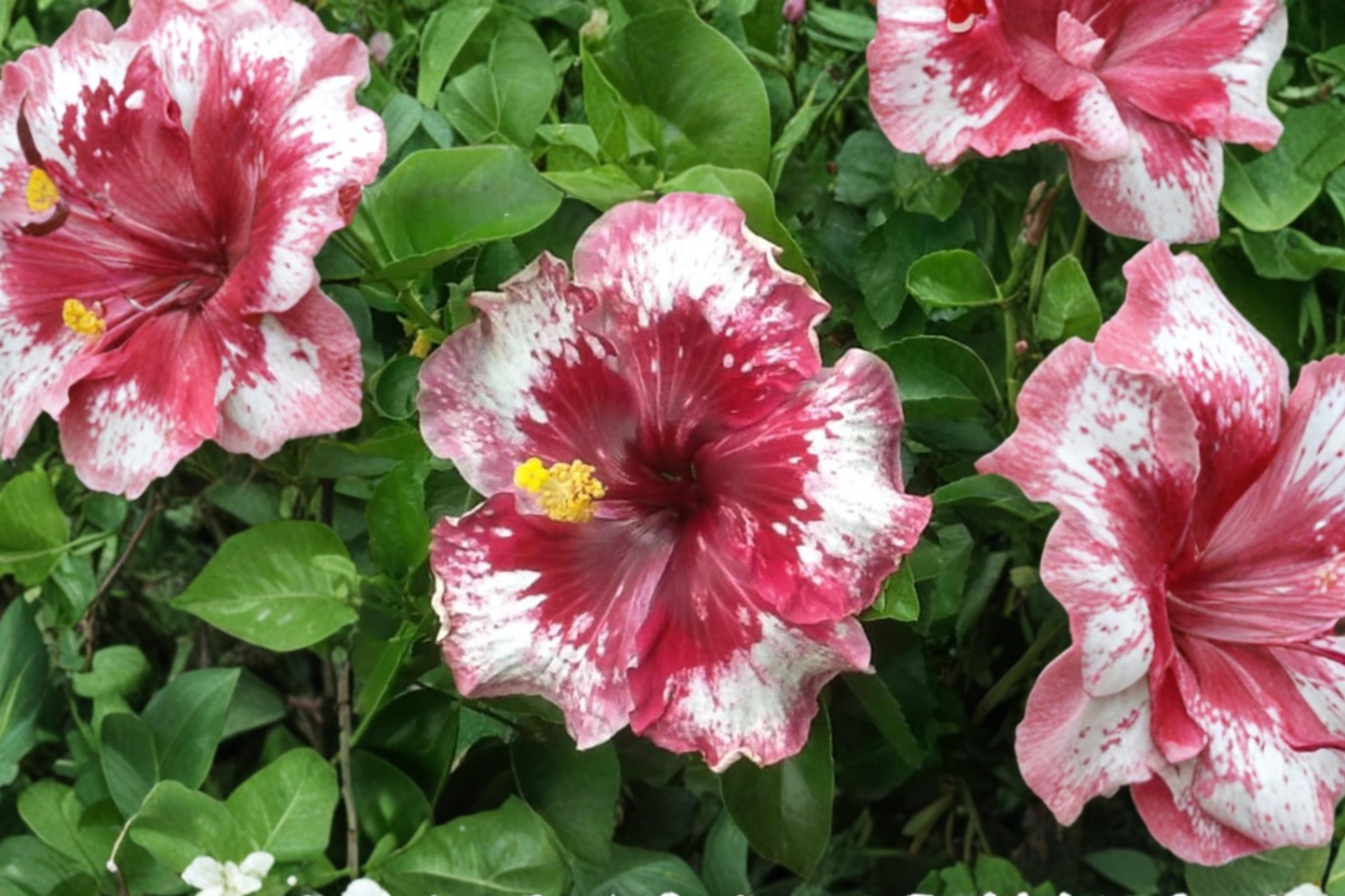 White Red Giant Hibiscus Seeds Rare Tropical Flower Seeds for Planting Indoor Outdoor Garden Pack of 3 Seeds