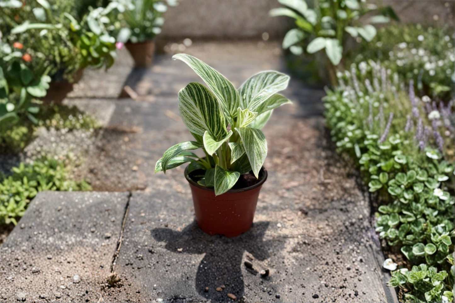 Philodendron Evian Live Plant Rare Tropical Houseplant Rooted Starter Plant Indoor Decor Gift