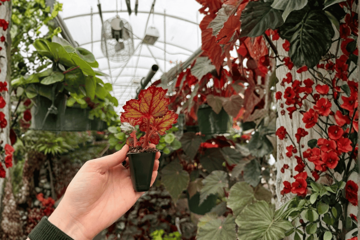 Harmony’s Ghost Whisperer Begonia 2 Live Starter Plants – Soil Pods