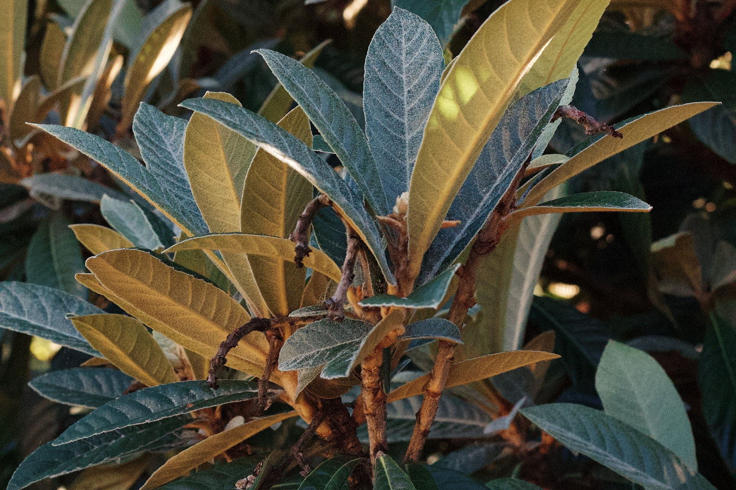 2 Loquat Fruit Trees – 6-Month-Old Live Plants, 6+ Inches Tall, No Pot (Eriobotrya japonica)