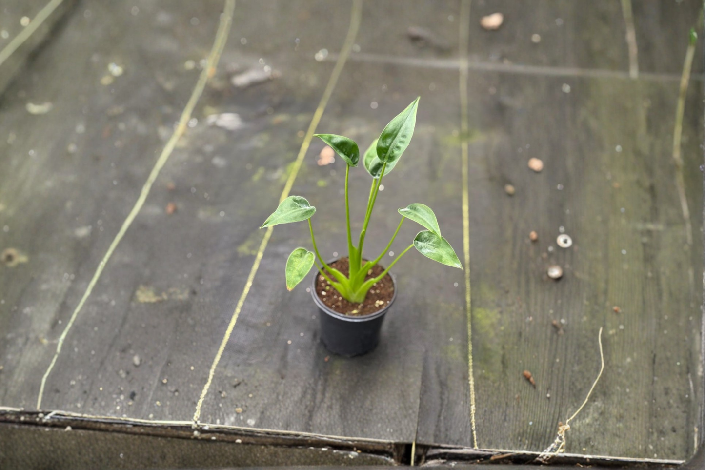 Alocasia Tiny Dancer Live Plant 4 Inch Rooted Tropical Houseplant Indoor Elephant Ear Starter Plant Gift