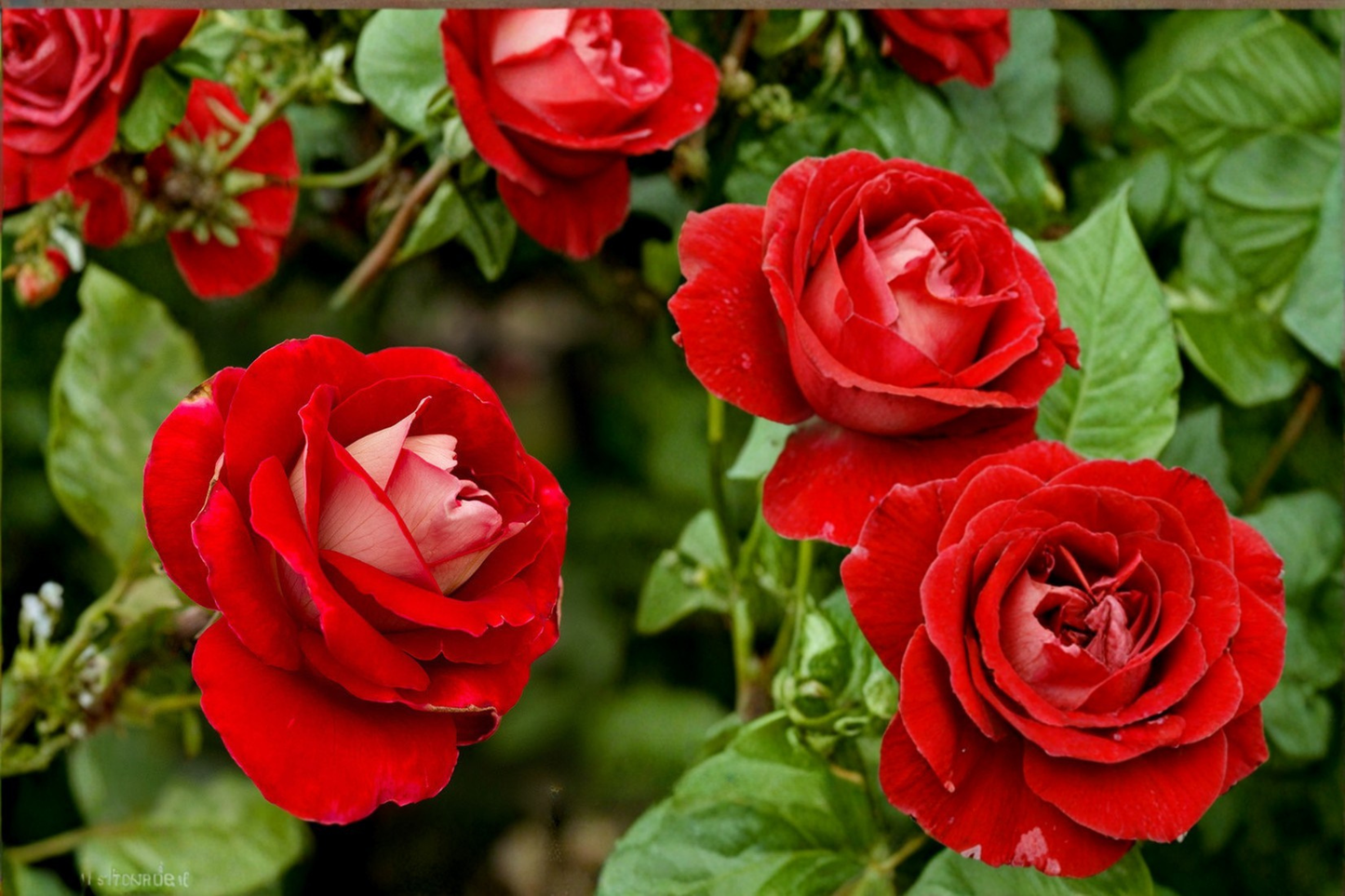 Snowfire Hybrid Tea Rose 1 Gal Live Plant Red White Bicolor Rose Bush Elegant Garden Flowering Shrub Outdoor Plant