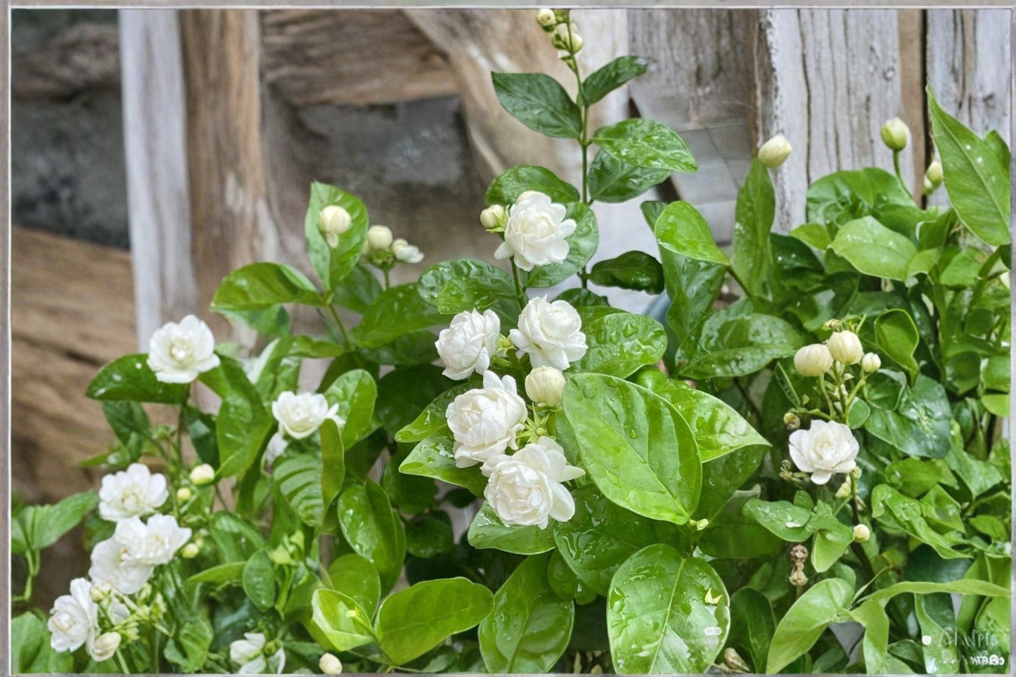 Grand Duke Jasmine Tree Live Plant 2-3ft Tall Flowering Jasminum Sambac Fragrant Garden Plant No Ship to California