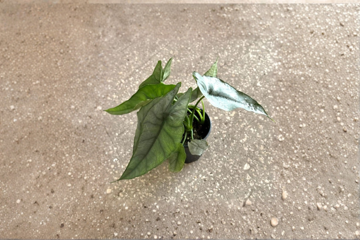 Alocasia Dragons Breathe Live Plant Rooted Tropical Houseplant 4 Inch Pot Rare Indoor Alocasia Plant Gift