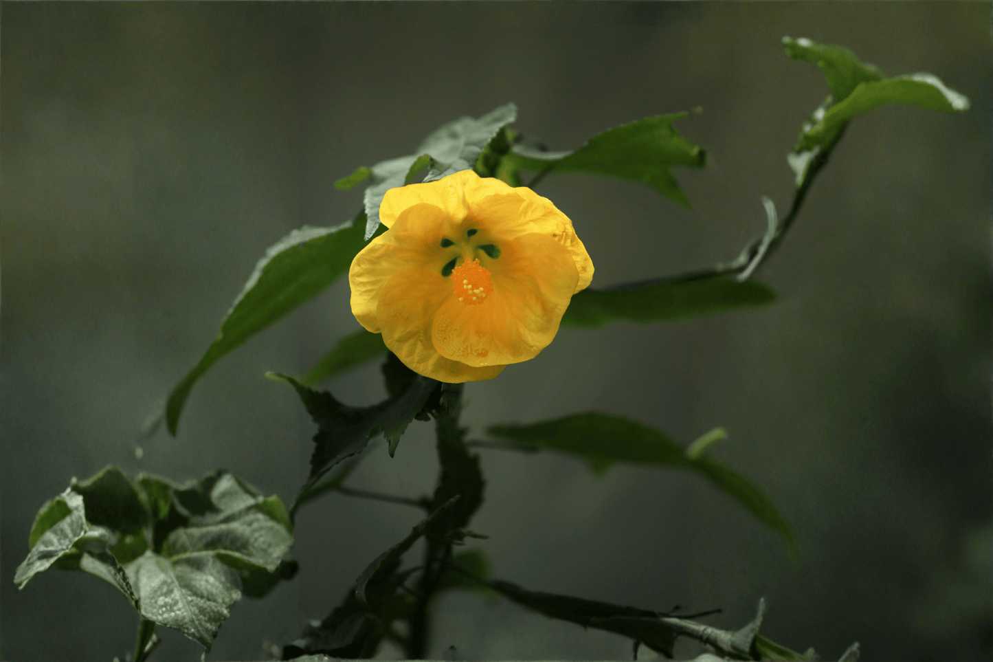 Apollo Flowering Maple 1 Gallon Live Plant – Abutilon × hybridum ‘Apollo’