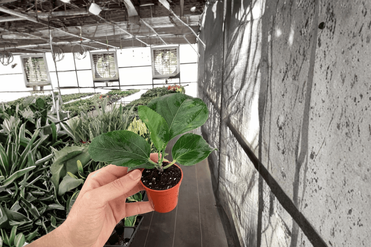 Quasar Hibiscus 2 Starter Plants – Hibiscus rosa-sinensis 2” Size Bare Root
