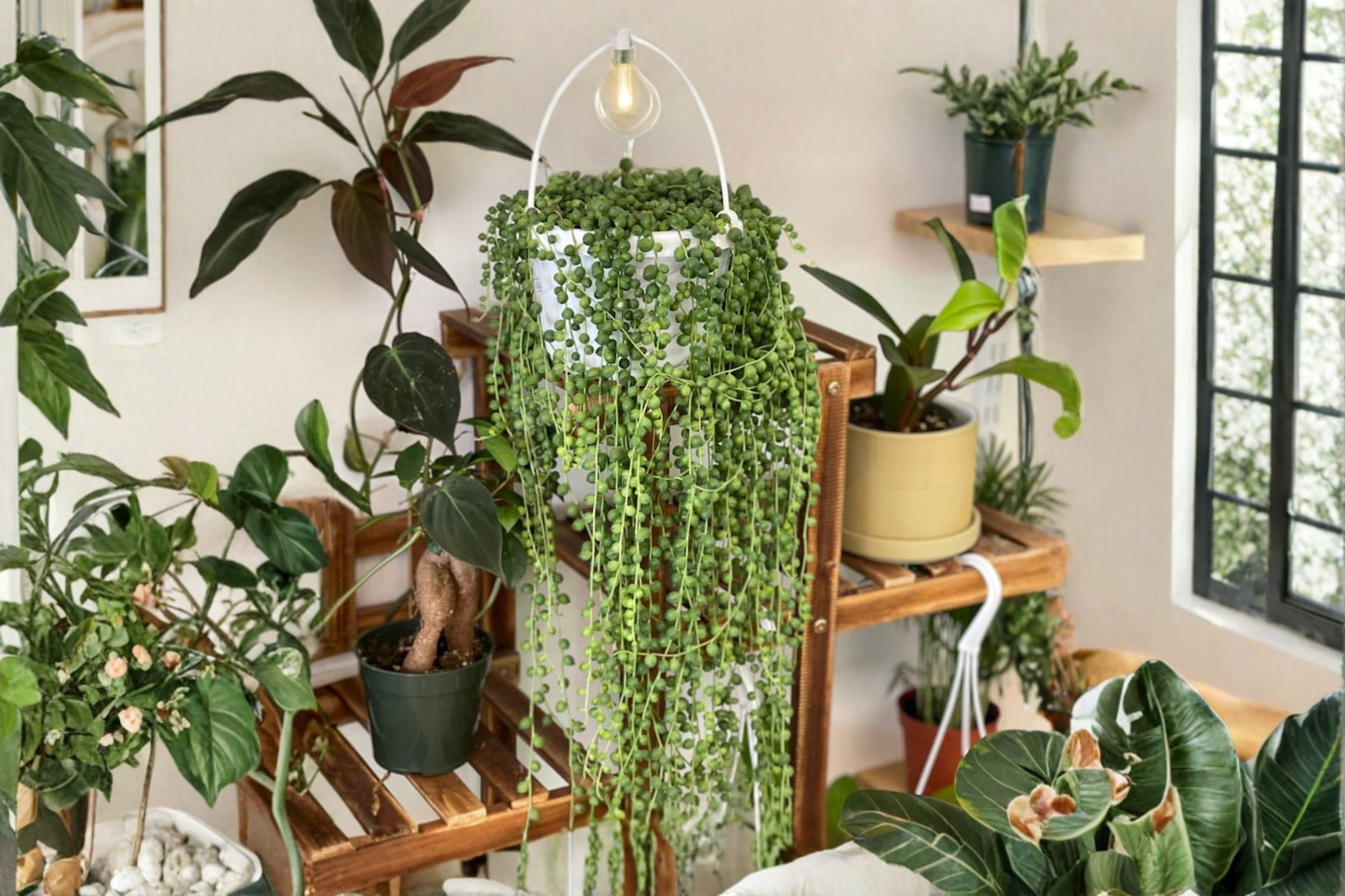 String of Pearls Live Plant 4 Inch Pot Fully Rooted Curio Rowleyanus Trailing Succulent Extra Long Hanging Houseplant
