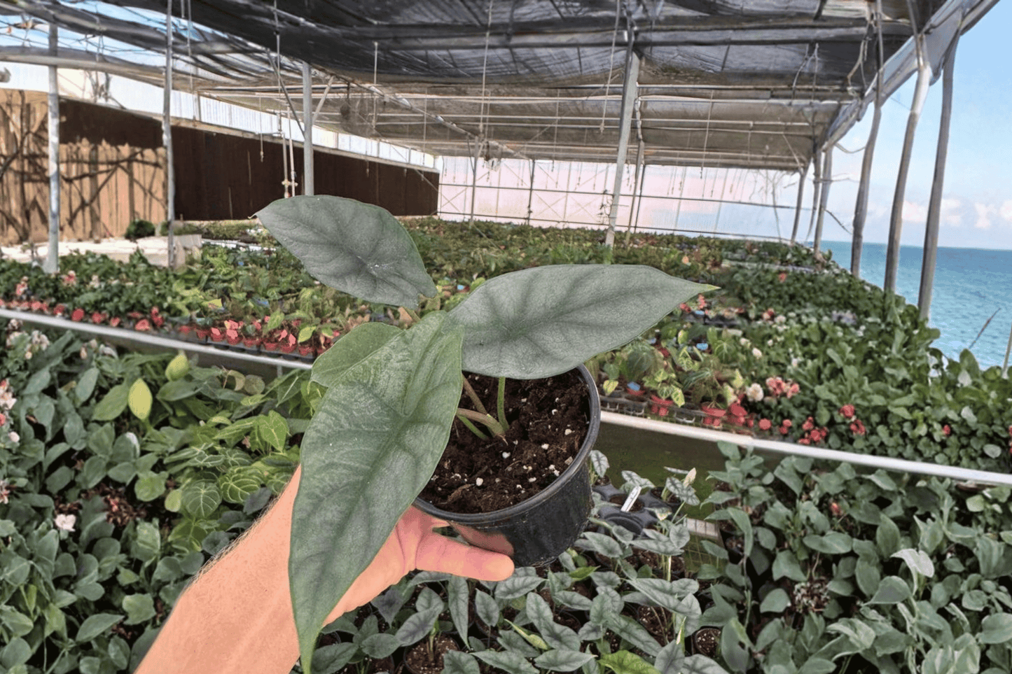 2 Alocasia 'Silver Wings' (Scalprum × Silver Dragon) Live Plants – 4-Inch Pots
