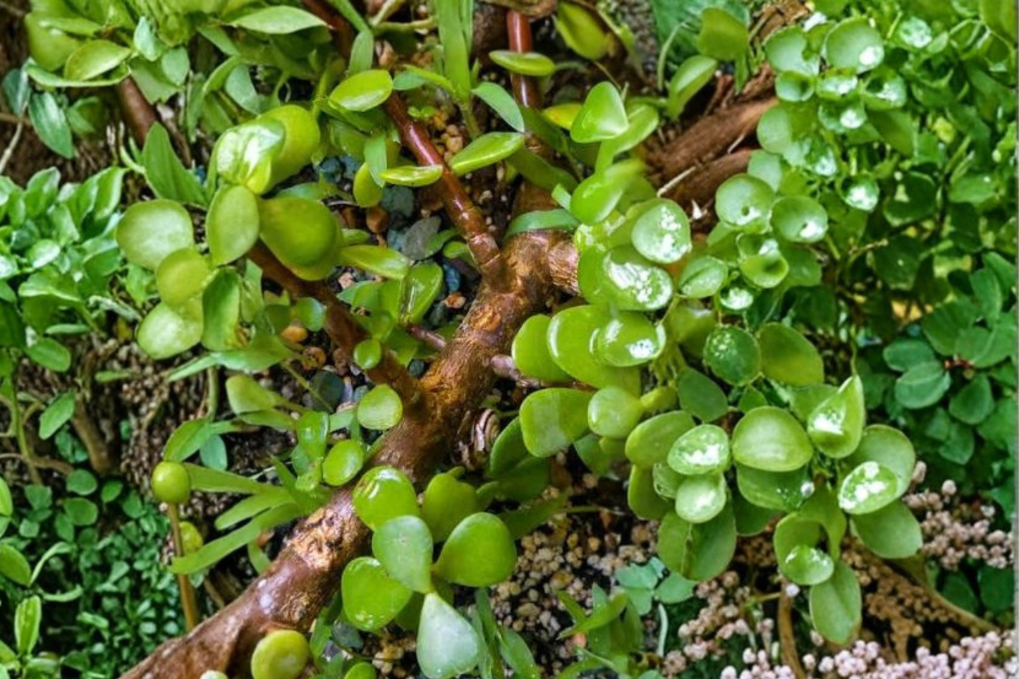 Crassula ovata Green Jade Plant Live Plant – 1 Gallon Lucky Money Tree Succulent