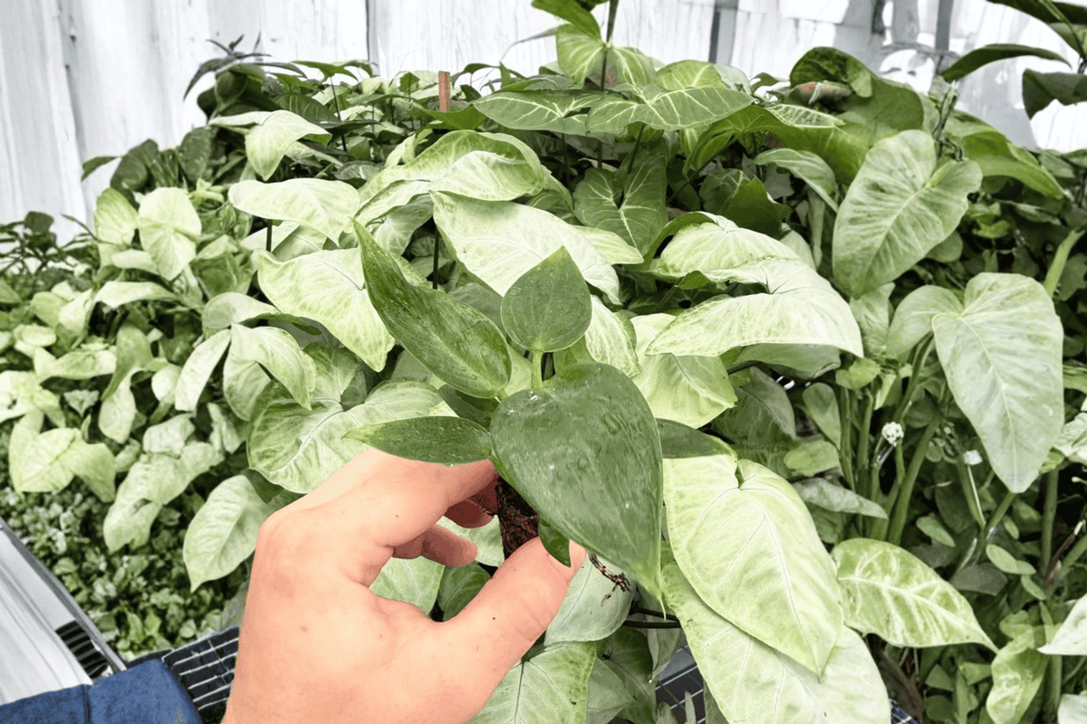 Philodendron Fat Boy 2 Exact Starter Plants – Philodendron ‘Fat Boy’ 2” Size Bare Root