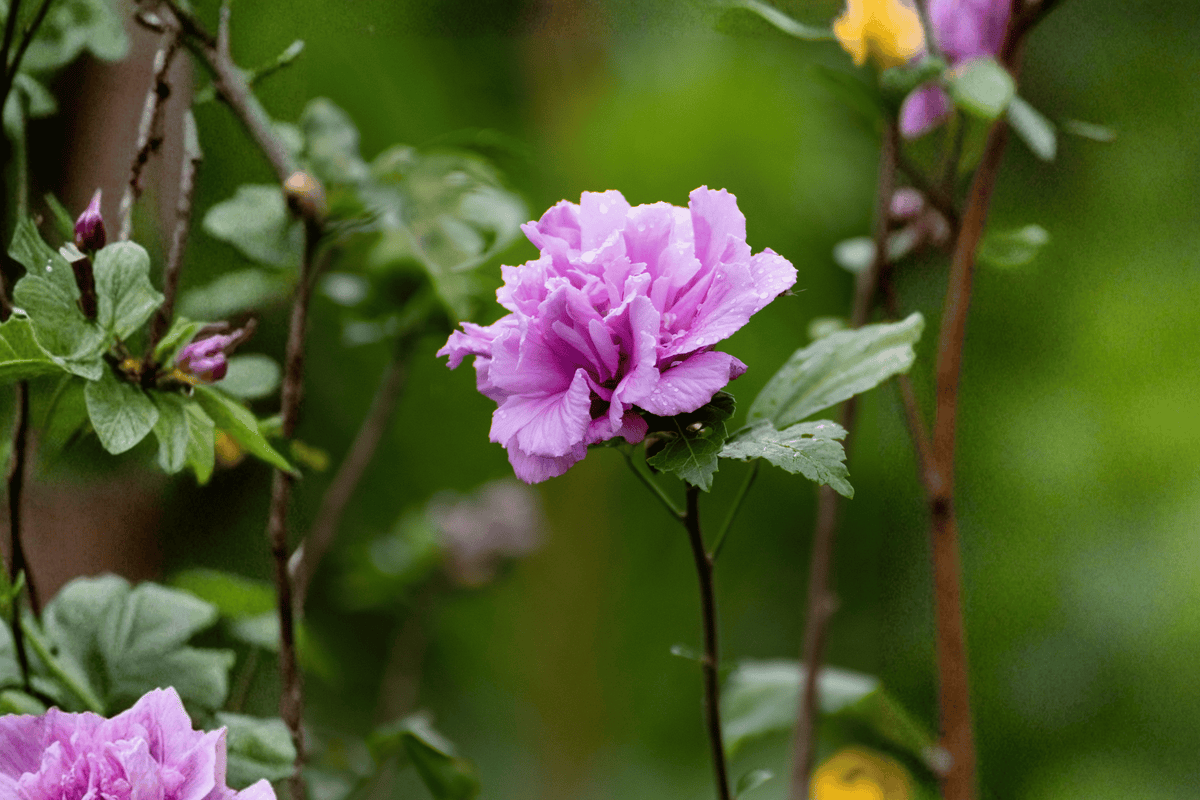 Dark Lavender Chiffon Rose of Sharon 1 Live Shrub, 3 Gallon – Hibiscus syriacus ‘Dark Lavender Chiffon’