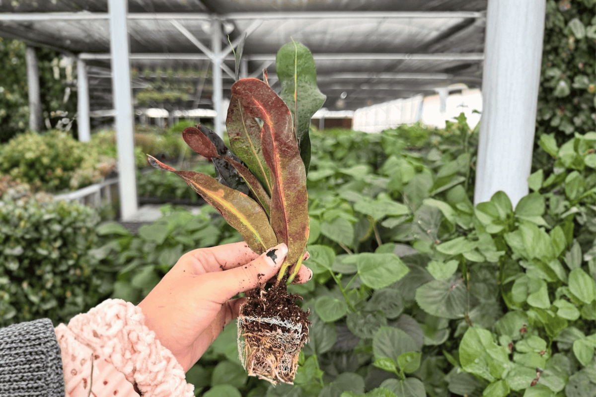 Mammy Croton 2 Exact Starter Plants – Codiaeum variegatum ‘Mammy’ 2” Size Bare Root