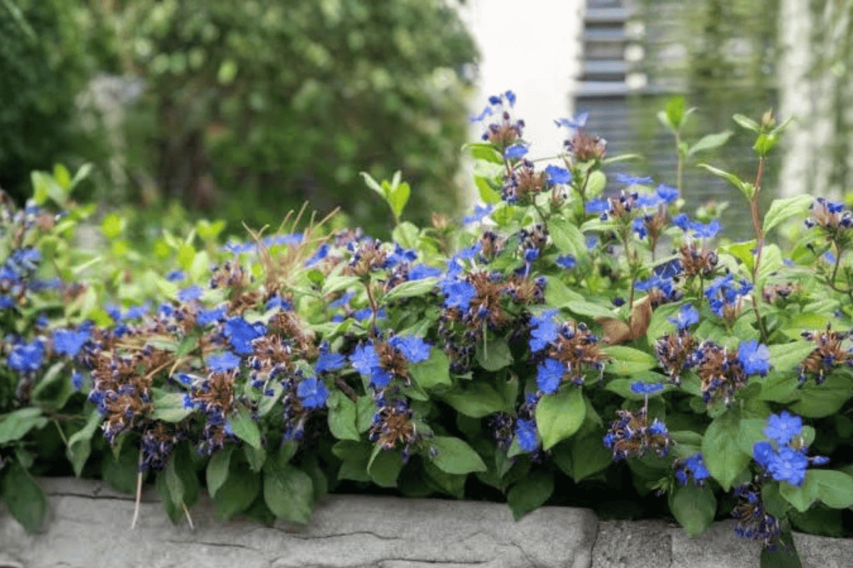 Leadwort 1 Live Flowering Groundcover, 1 Gallon Pot – Ceratostigma plumbaginoides