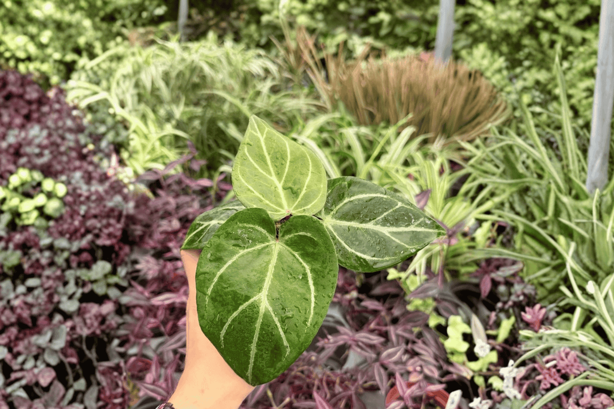 Anthurium Hoffmanii x Red HU 2 Exact Live Plants – 4-Inch Pots – Anthurium Hybrid