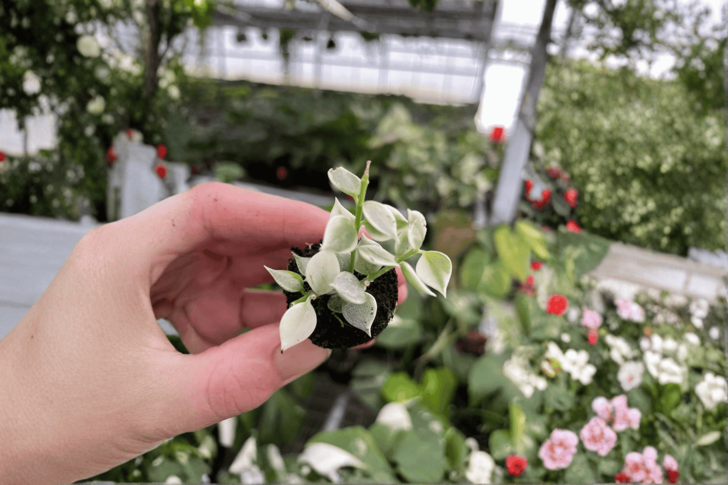 2 Variegated Dischidia ruscifolia Starter Plants – Live Million Hearts Vine