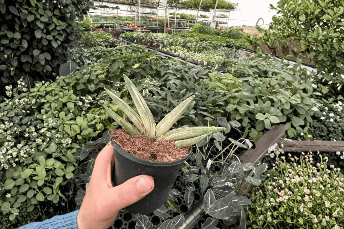 2 Variegated Sansevieria Boncel Starfish Live Plants – 4-Inch Pot
