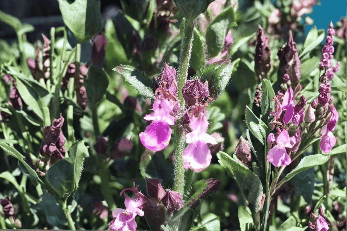 Dwarf Wall Germander 1 Live Plant – 4-Inch Pot – Teucrium chamaedrys ‘Prostratum’