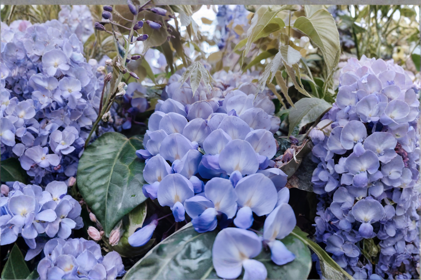 Blue Moon Wisteria Live Plant 6–14 Inches Tall – Fast-Growing Perennial Vine (Wisteria macrostachya 'Blue Moon')