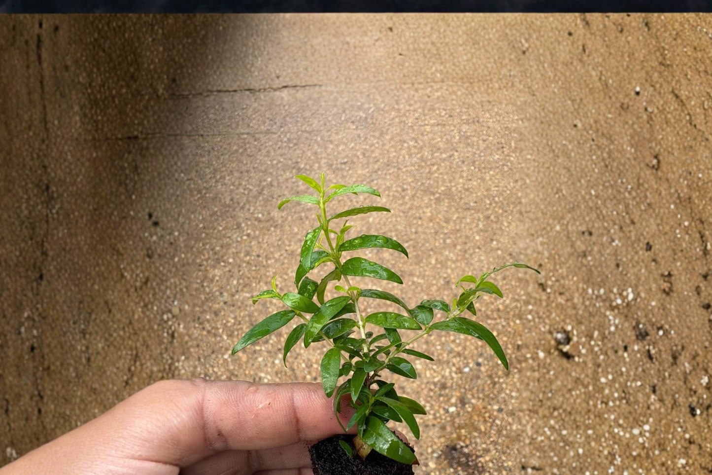 Green Myrtle Live Plant Myrtus Communis Evergreen Shrub White Flower Plant Ornamental Garden Plant Free Shipping
