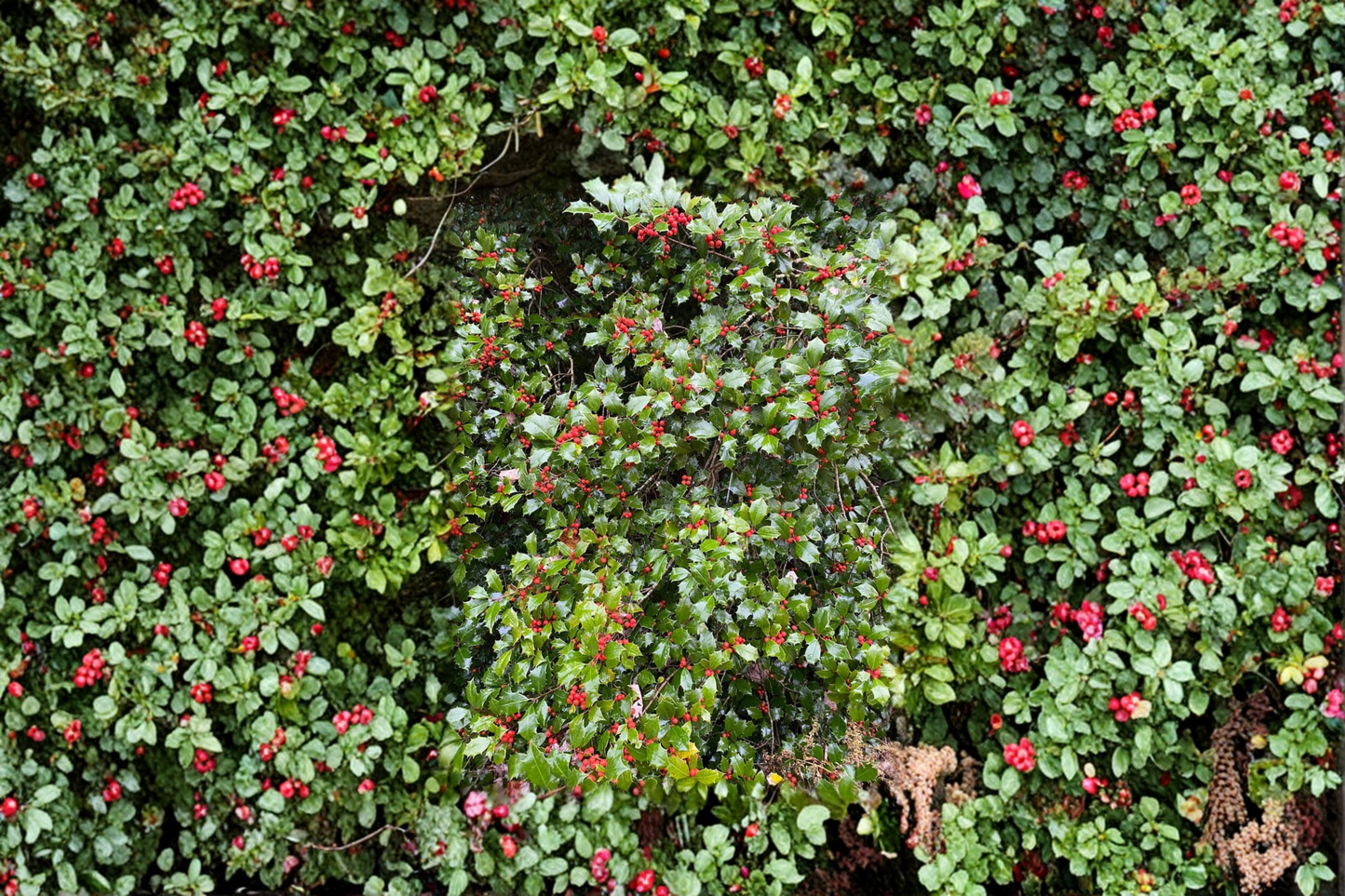 Mrs Santa American Holly Live Plant Quart Pot Evergreen Shrub Red Berry Female Holly Cold Hardy Landscape Plant