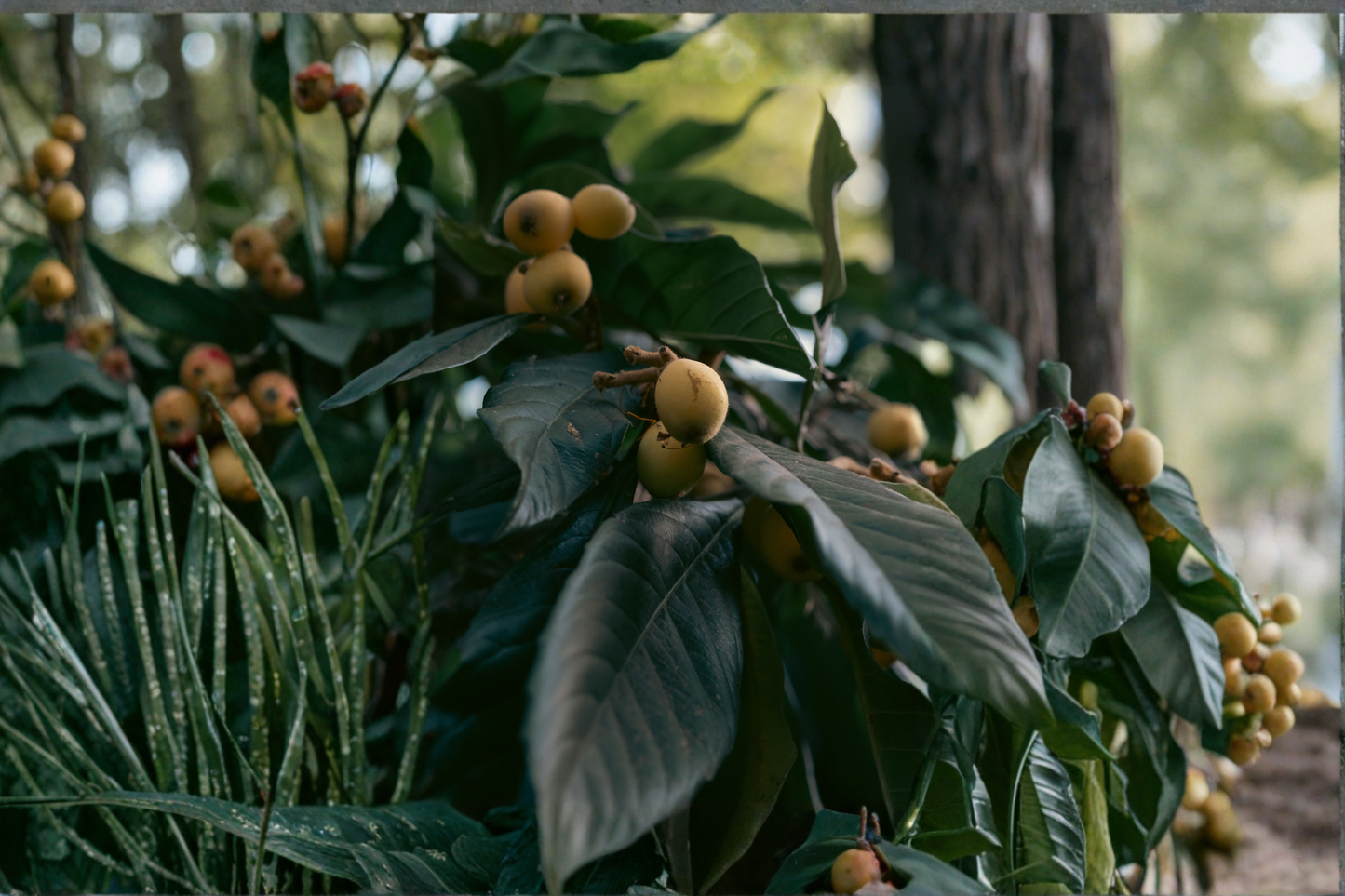 Sweet Japanese Loquat Live Fruit Tree – 15 Inches Tall – Ships Without Pot – Eriobotrya japonica