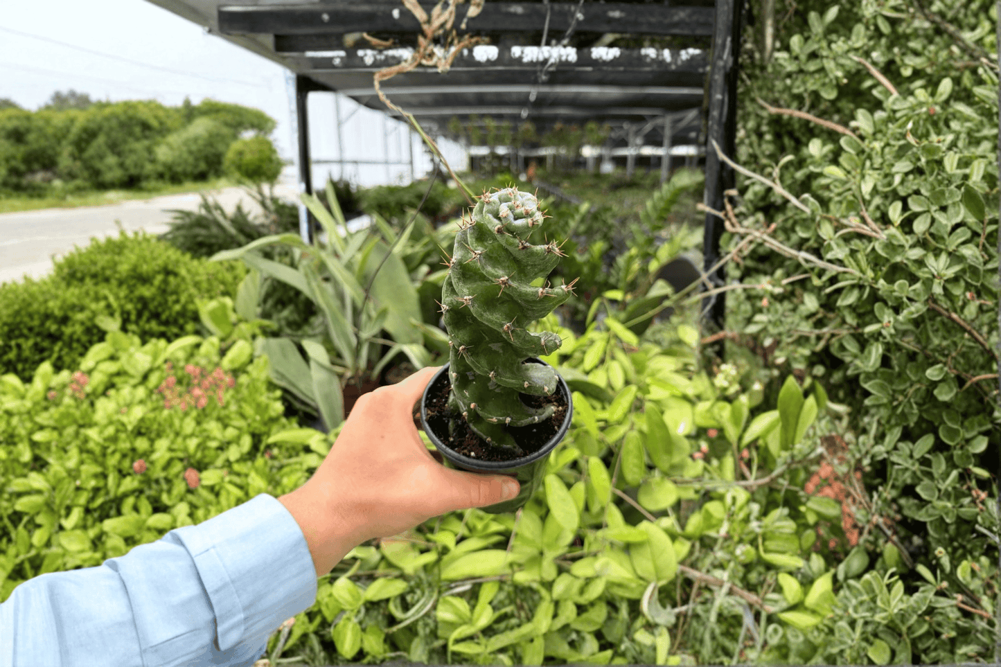 2 Exact Spiral Cactus Live Plants in 4-Inch Pots – Cereus forbesii 'Spiralis'