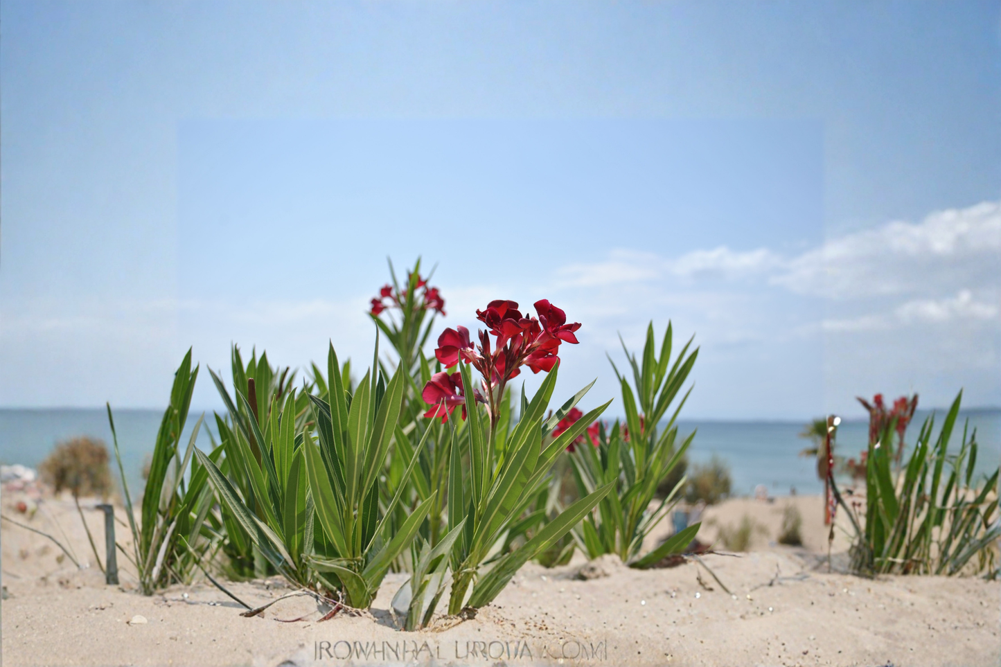 10 Red Oleander Fresh Live Cuttings – Nerium oleander Unrooted Stem Cuttings