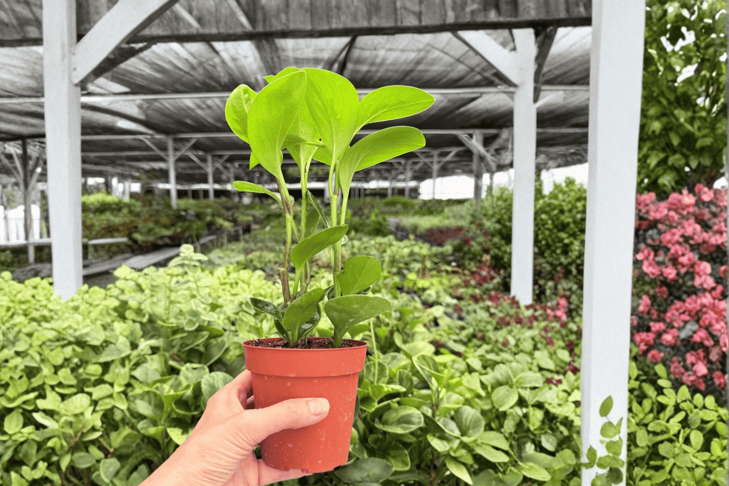 Peperomia Lemon Lime 2 Exact Live Plants – 4-Inch Pots – Peperomia Cultivar