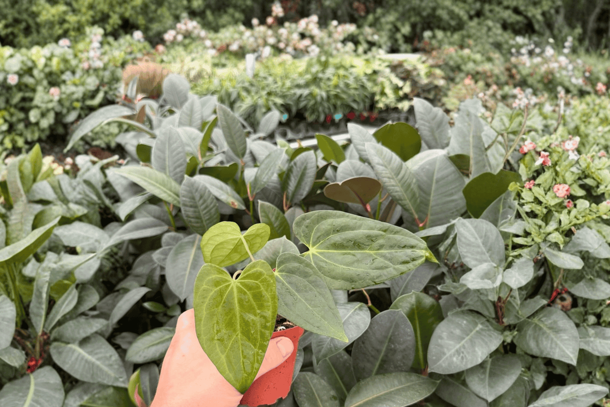 Anthurium Xone × Dressleri 2 Exact Live Plants – Specific 4” Size