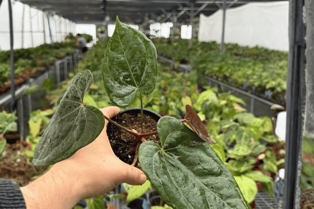 Anthurium Black Sweet × Dresslerii 2 Exact Live Plants – 4” Size