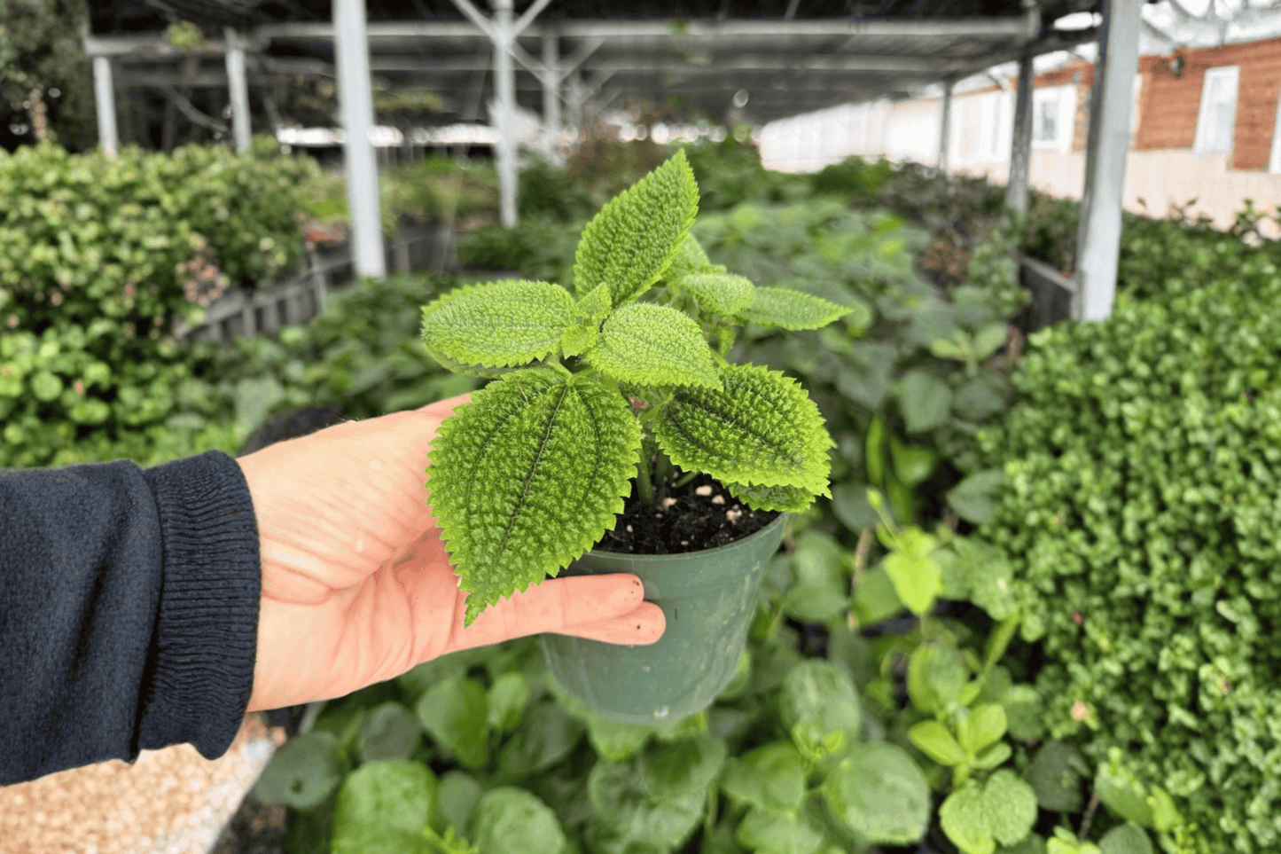 Moon Valley Pilea 2 Exact Live Plants – 4-Inch Pots – Pilea involucrata ‘Moon Valley’