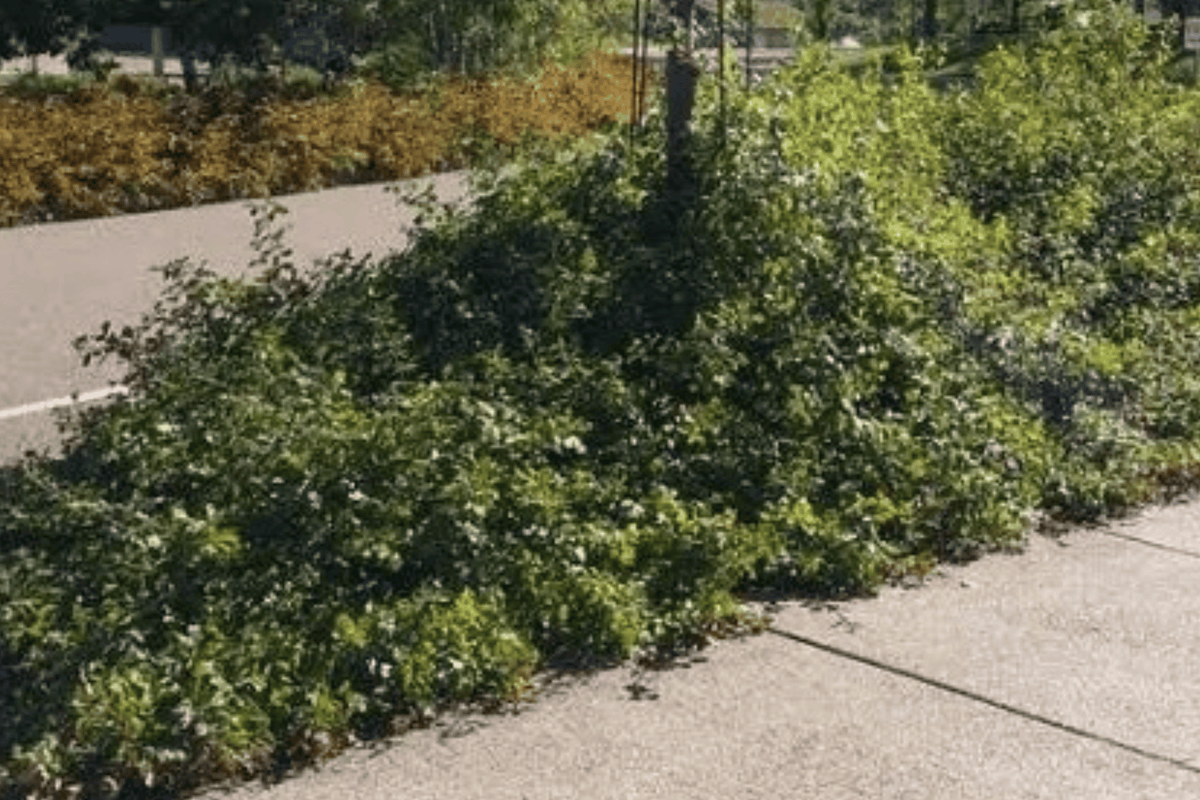 Gro-Low Fragrant Sumac 1 Live Groundcover Shrub – Rhus aromatica ‘Gro-Low’ – 3 Gallon Pot