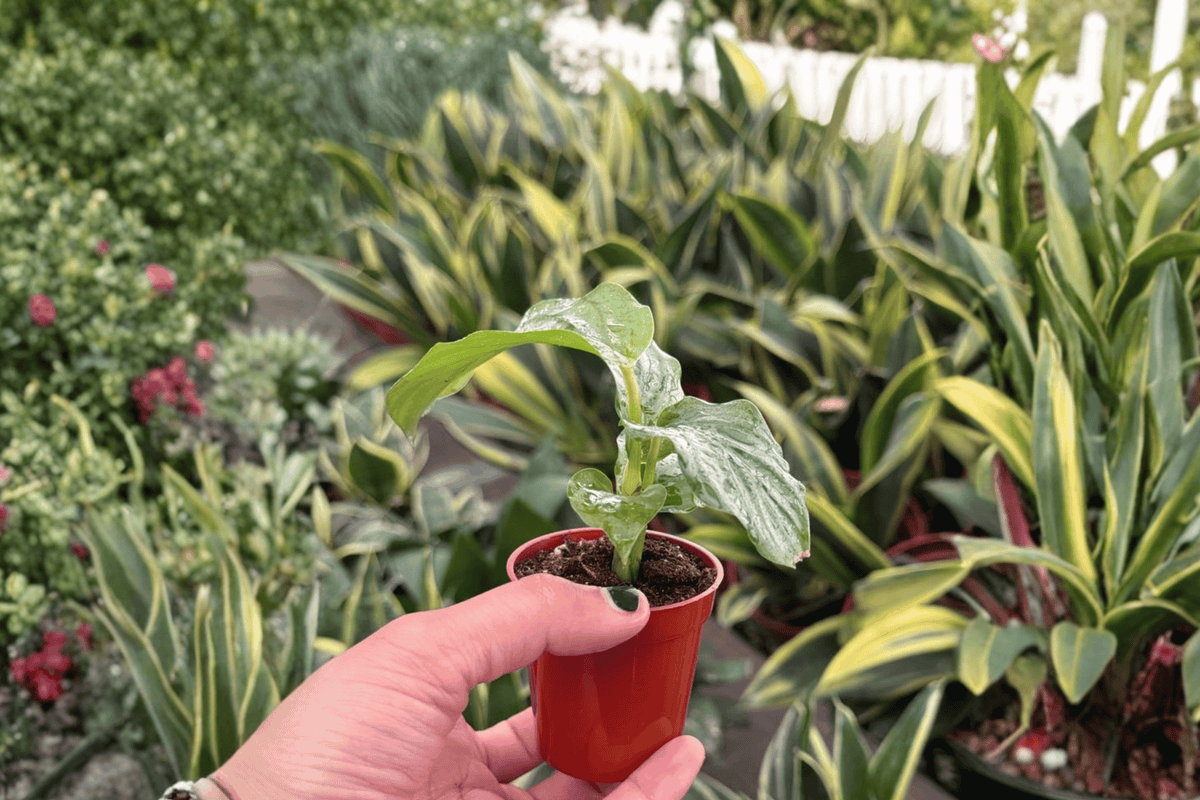 2 Calathea Orbifolia Starter Plants – Goeppertia orbifolia