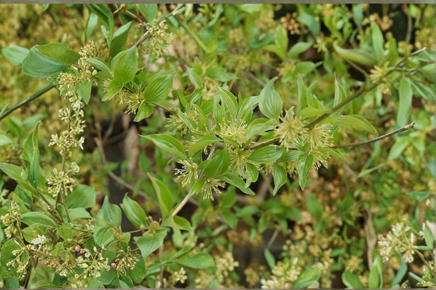 Lemon Zest Japanese Cornel Dogwood Live Plant 1 Gallon – Cornus officinalis Flowering Shrub Tree for Garden