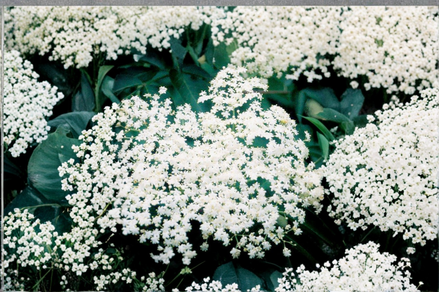 Bob Gordon Elderberry Live Plant 1 Gallon Pot Sambucus Canadensis Fruiting Shrub Native Berry Plant Garden Shrub
