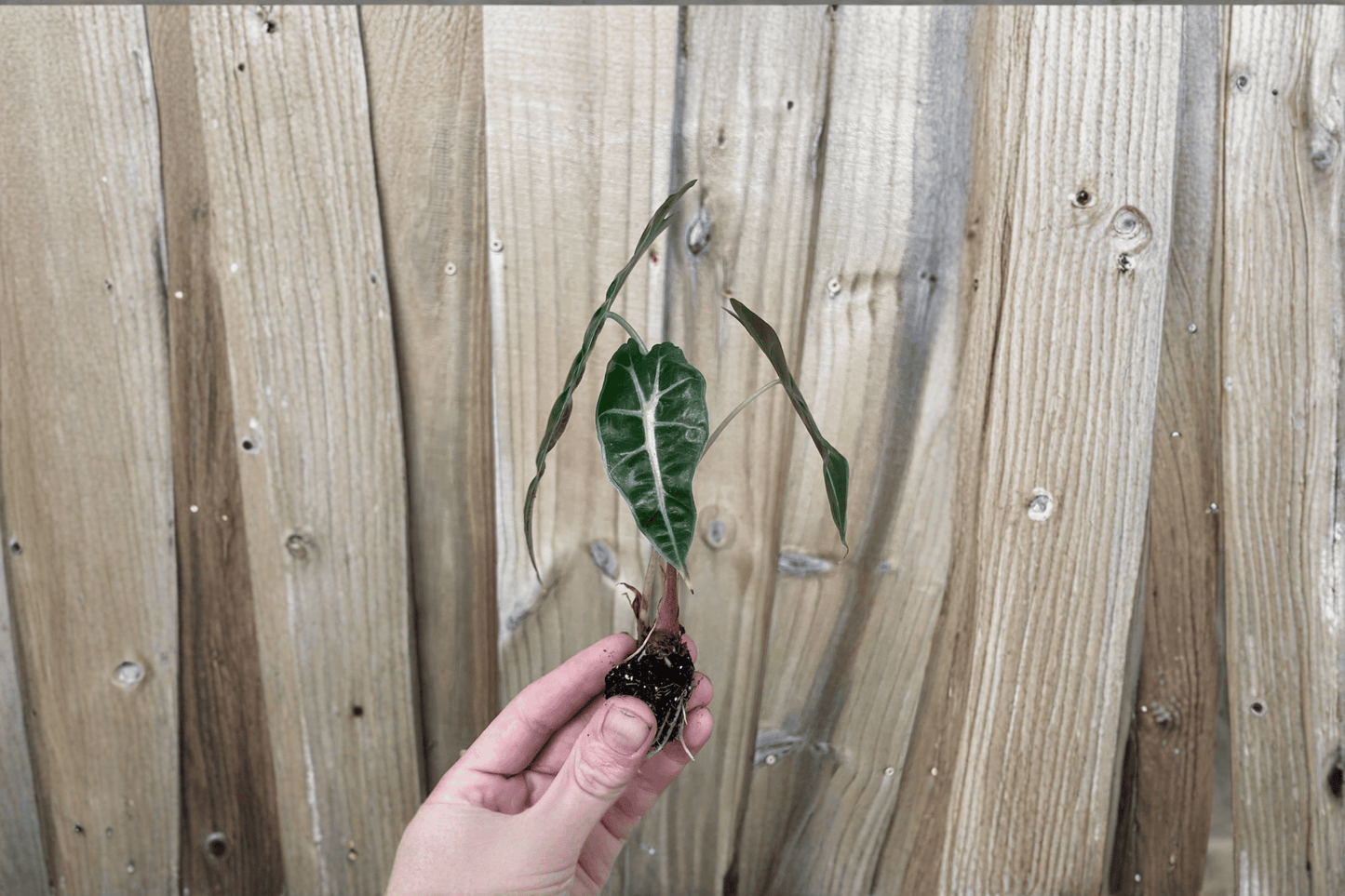 2 Alocasia Amazonica Dwarf Starter Plants Bare Root – Alocasia × amazonica 'Dwarf'