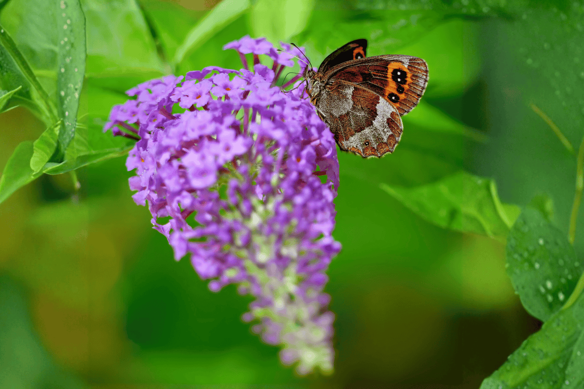 Pugster Periwinkle Butterfly Bush 3 Gallon Live Plant – Buddleja ‘Pugster Periwinkle’