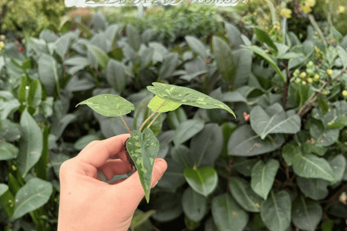Alocasia Shattered Glass 2 Exact Starter Plants – Alocasia ‘Shattered Glass’ 2” Size Bare Root