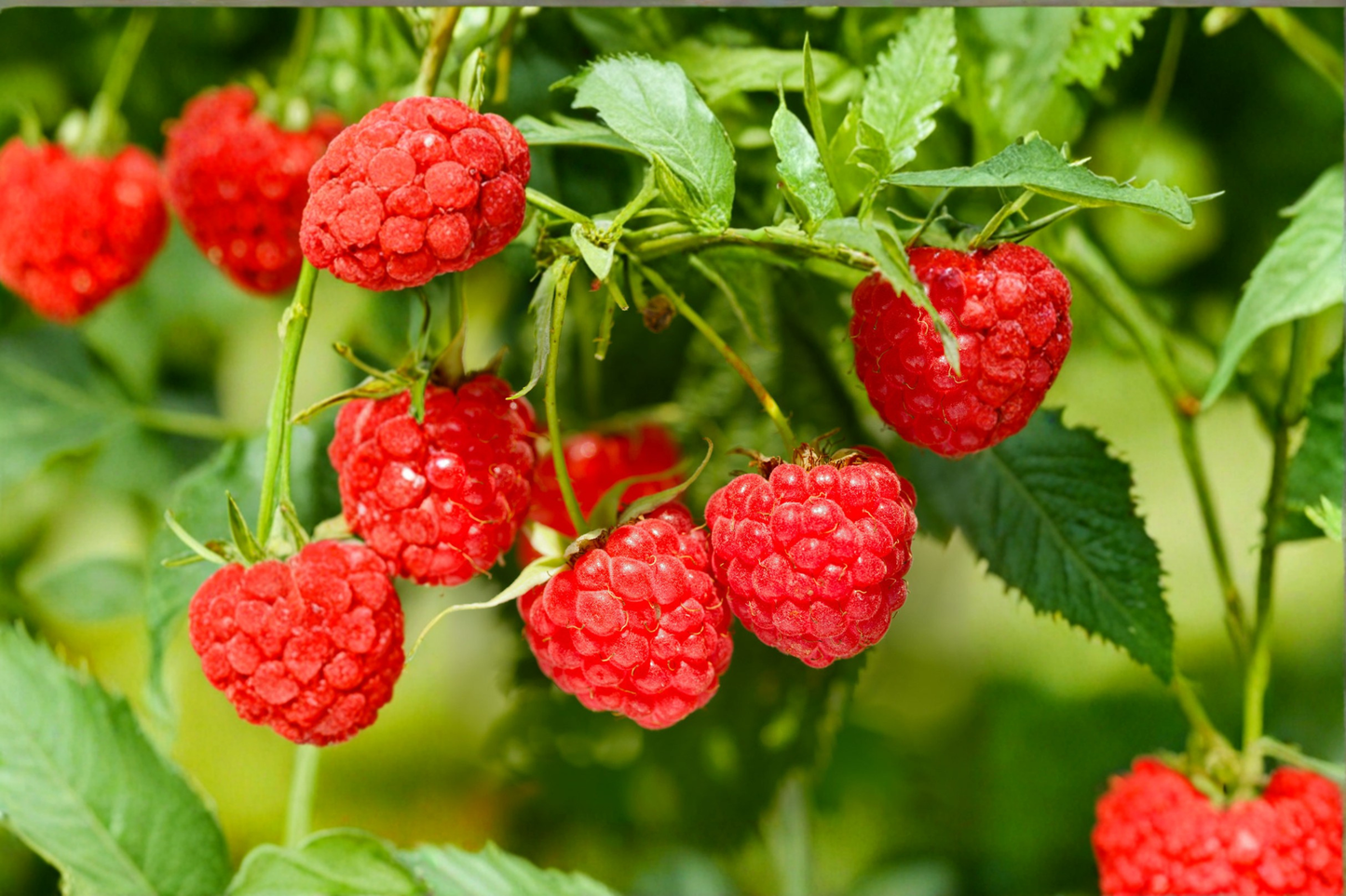 Red Raspberry Plant 1 Gal Live Bush – Sweet Berry Fruit Plant for Garden Backyard Growing Outdoor Edible Plant No Ship CA