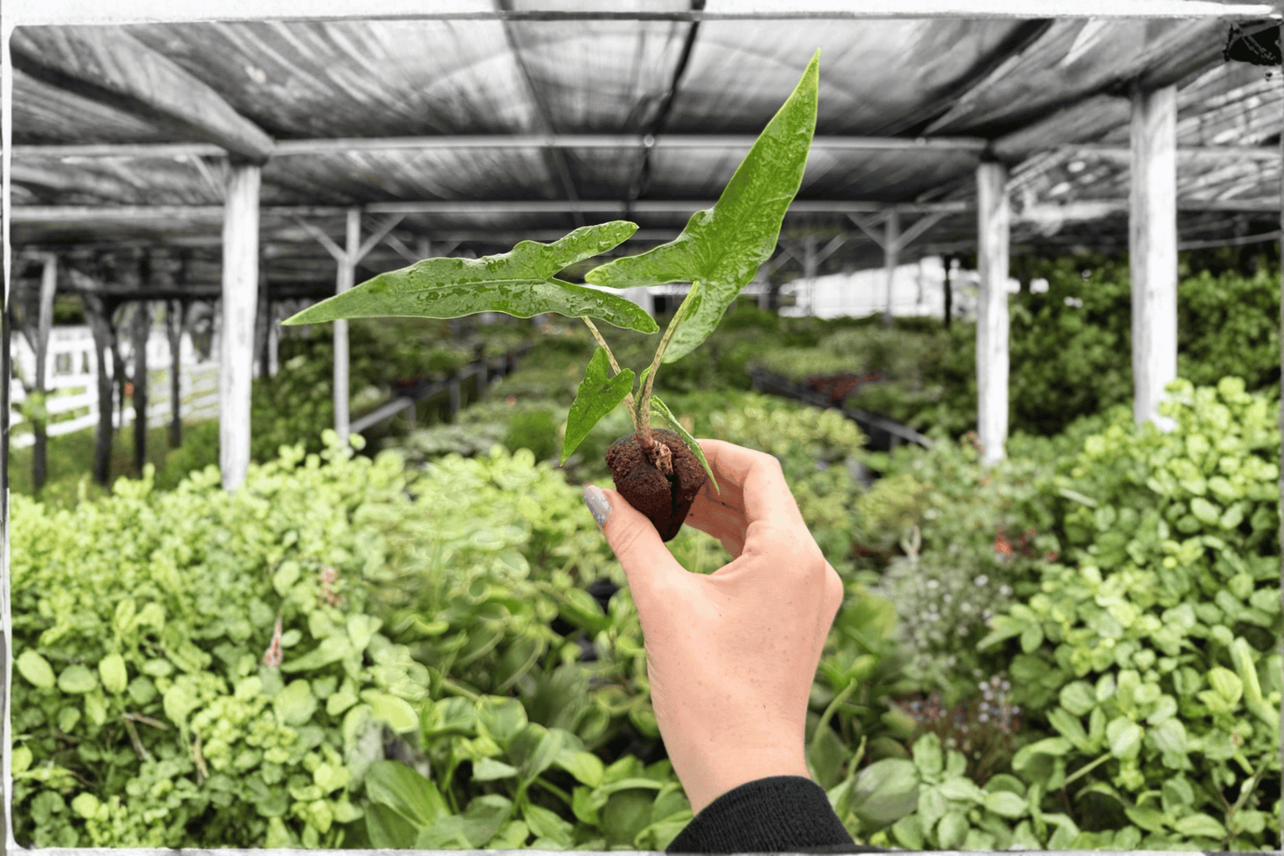 Alocasia Sabrina Narrow 2 Exact Live Starter Plants – Alocasia ‘Sabrina Narrow’