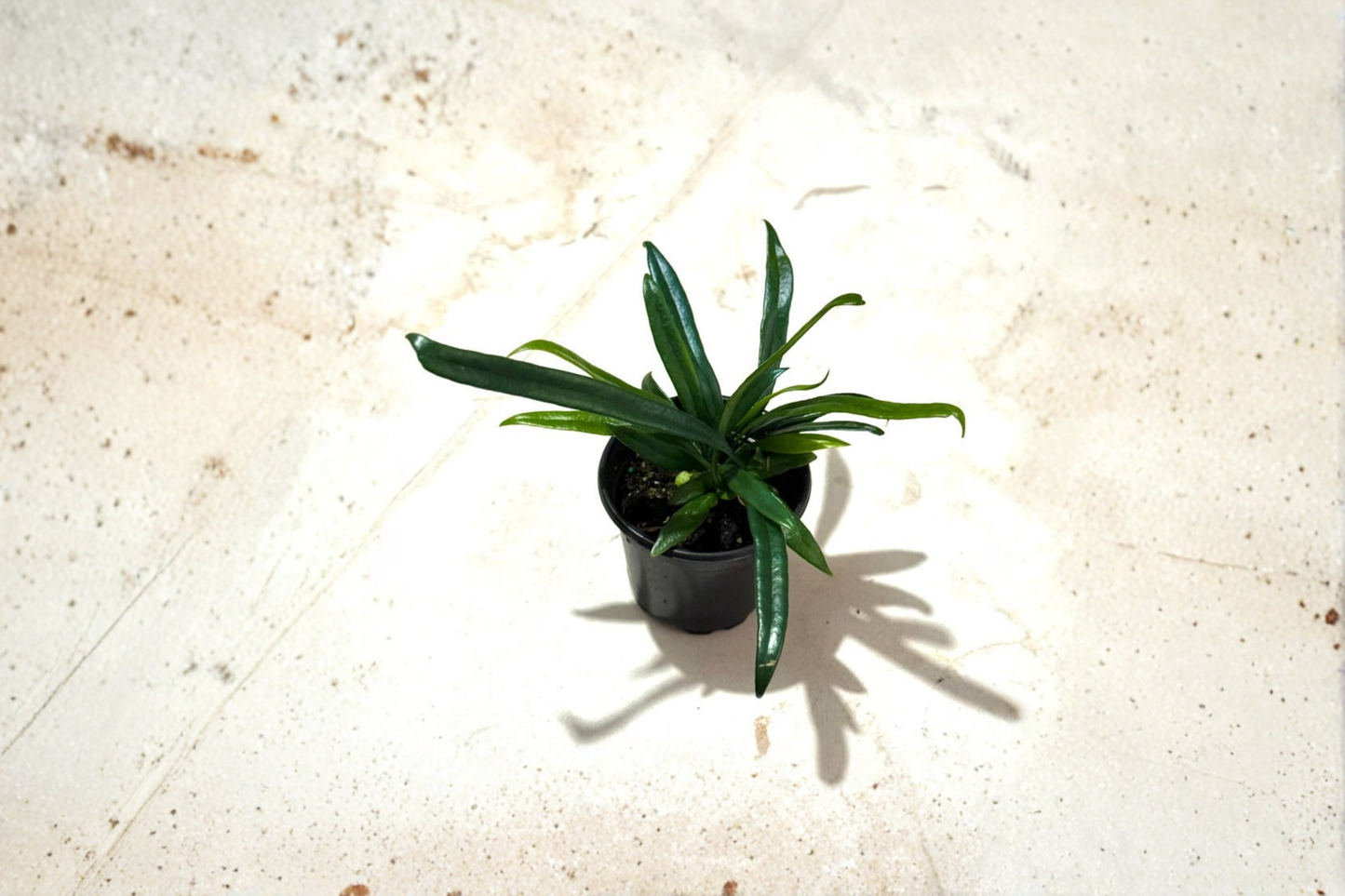 Blue Oil Fern Live Plant Microsorum Thailandicum Rare Tropical Indoor Fern Starter Plant Gift