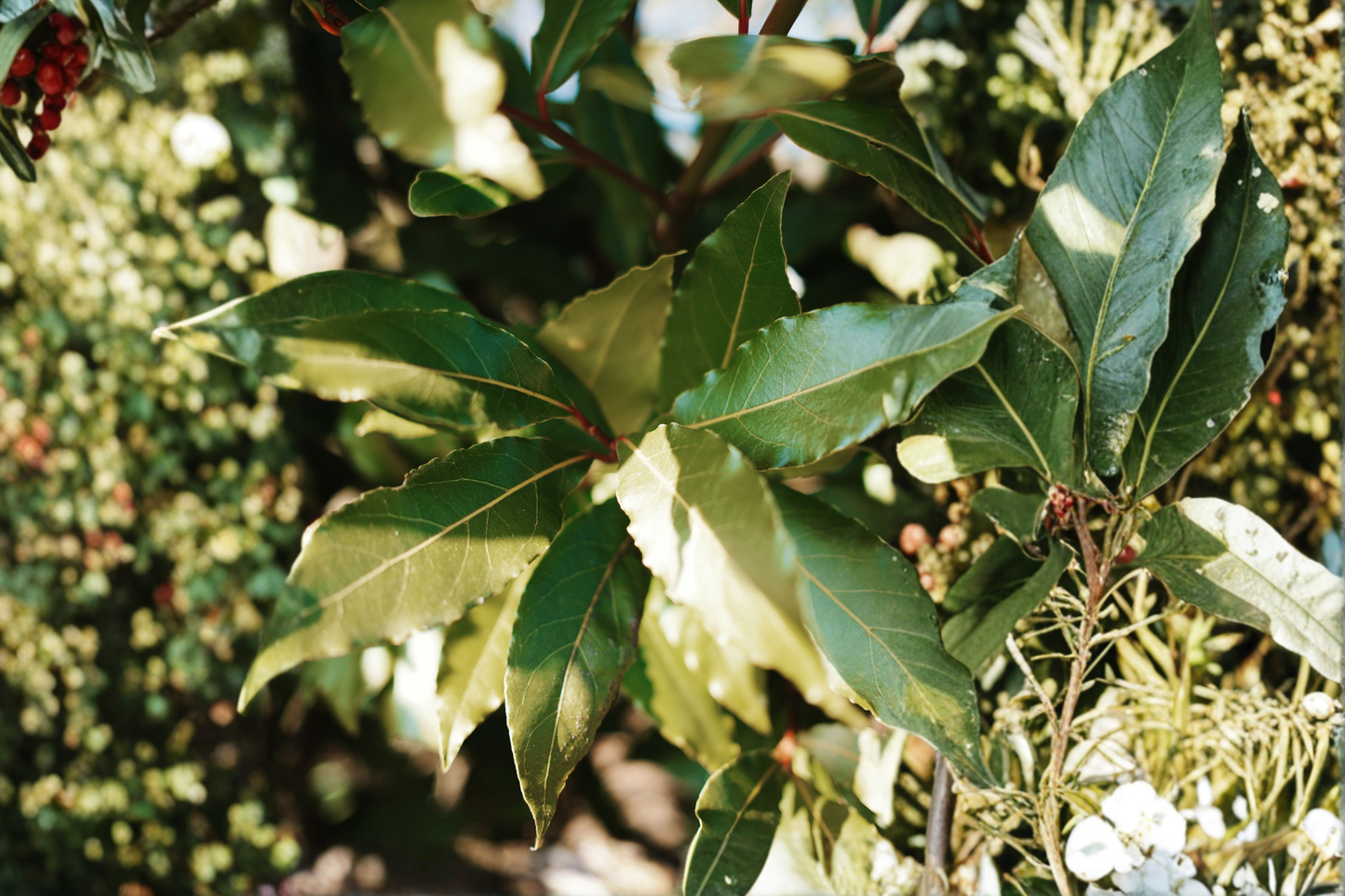Bay Laurel Live Starter Plant – Laurus nobilis
