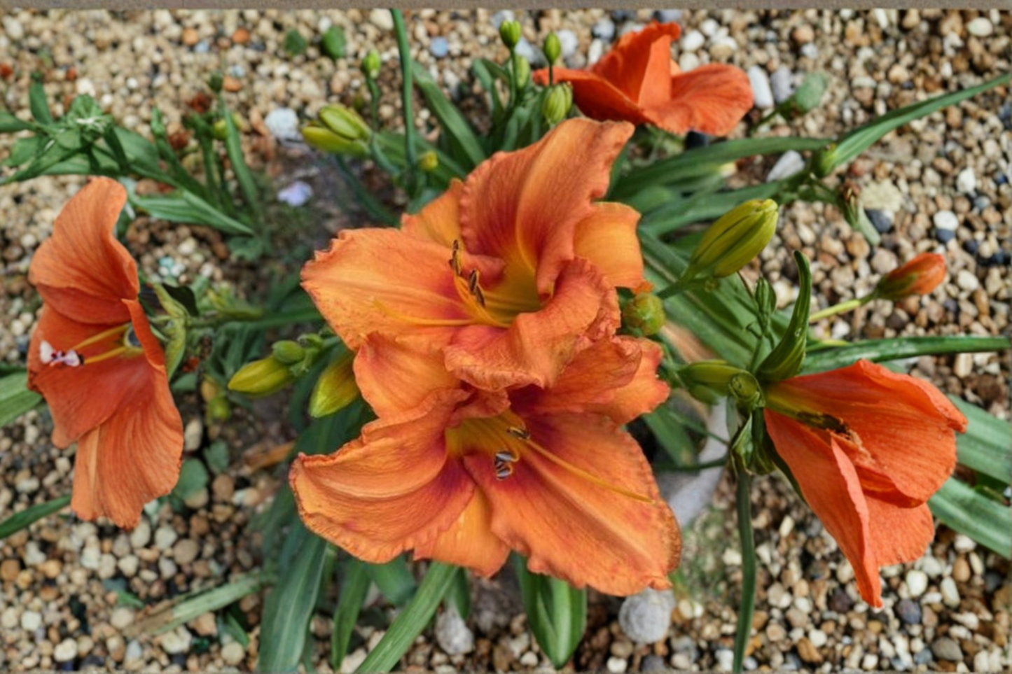 Daylily ‘Leebea Orange Crush’ 3 Bare Root Plants – Bright Orange Hemerocallis Perennial for Summer Garden Flowers
