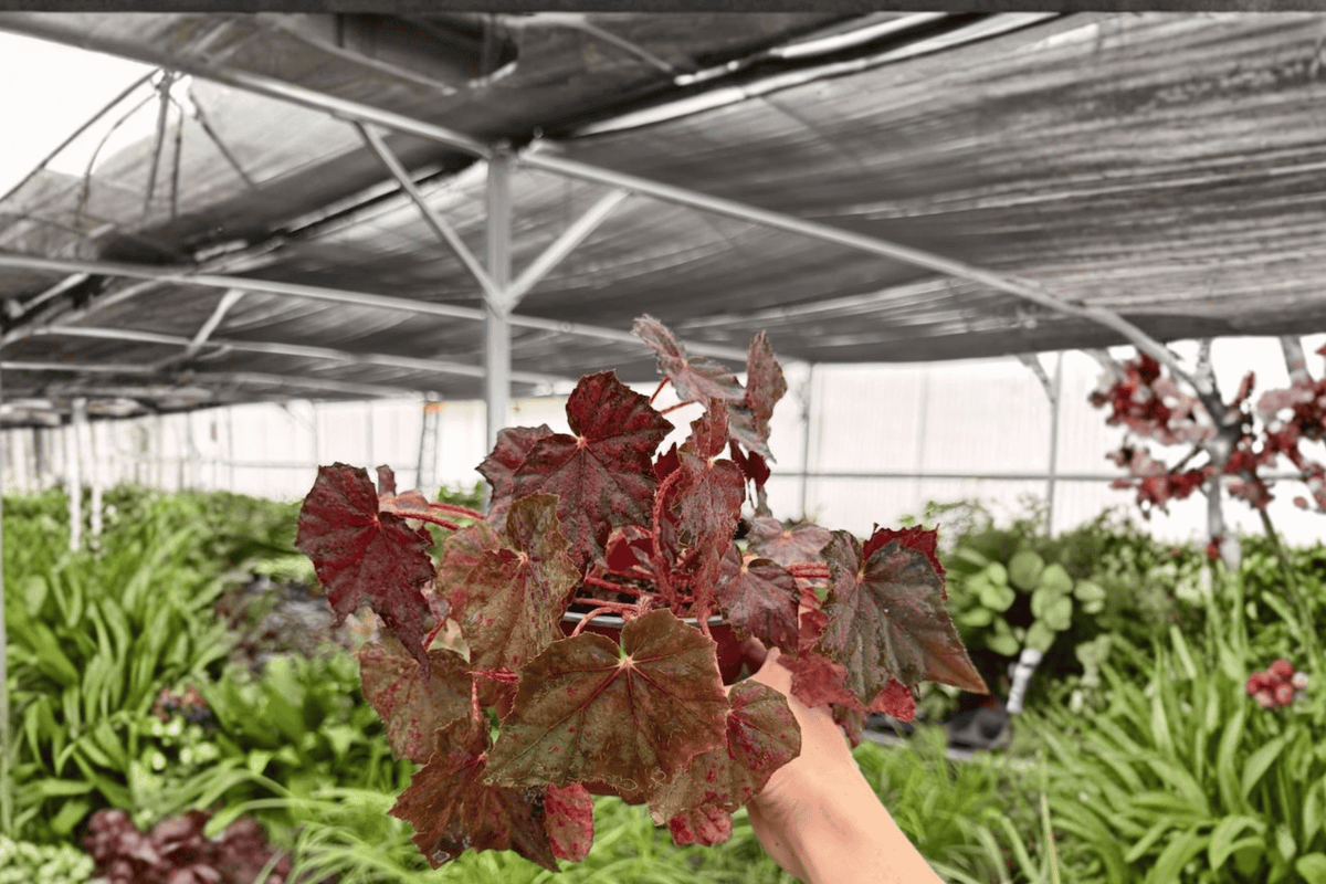 Begonia Saxon’s Mystery 2 Exact Live Plants – 6-Inch Hanging Basket Size