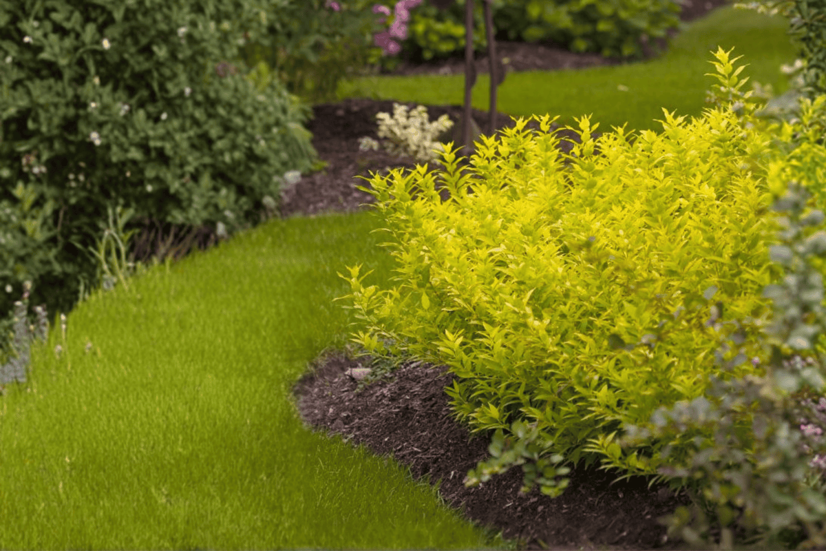 Chardonnay Pearls® Deutzia 1 Live Shrub – Deutzia gracilis ‘Chardonnay Pearls’ – 2 Gallon Pot – 10″